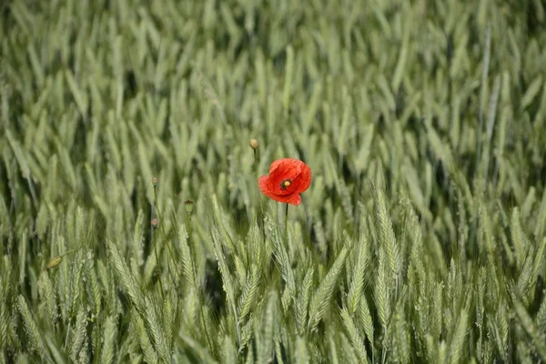 Paisagem rural - papoilas vermelhas — Fotografia de Stock