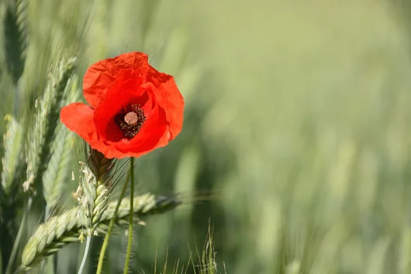 Paisaje rural - amapolas rojas —  Fotos de Stock