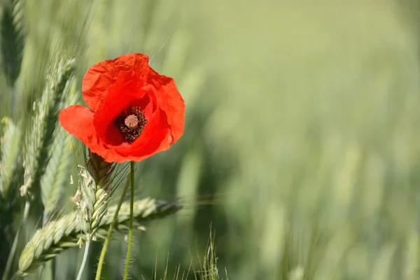 Paisaje rural - amapolas rojas —  Fotos de Stock