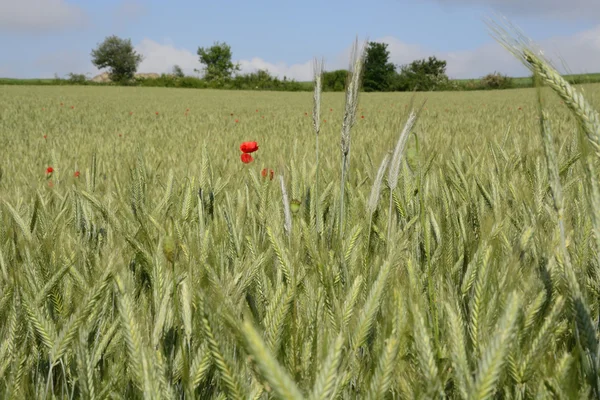 Paisaje rural - amapolas rojas — Foto de Stock