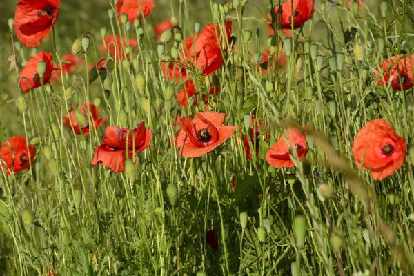 Paisaje rural - amapolas rojas —  Fotos de Stock