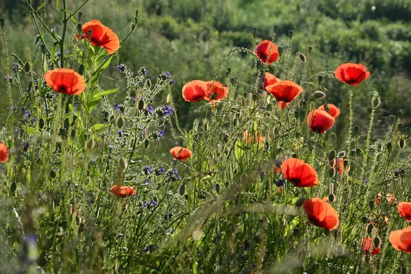 Rural landscape - red poppies — Stock Photo, Image