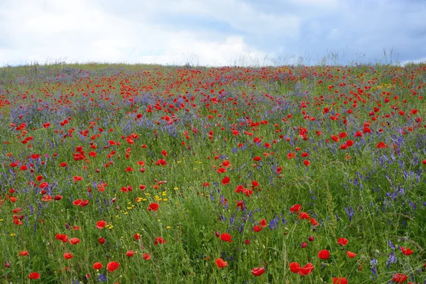 Rural landscape - red poppies — Stock Photo, Image