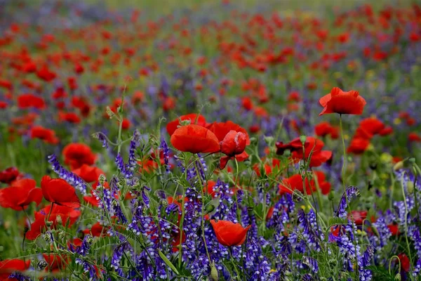 Rural landscape - red poppies — Stock Photo, Image