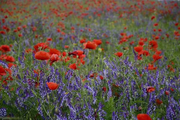 전원 풍경-붉은 양 귀 비 — 스톡 사진