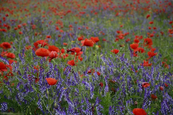 Rural landscape - red poppies — Stock Photo, Image