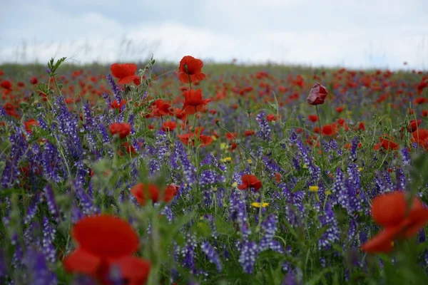 Rural landscape - red poppies — Stock Photo, Image