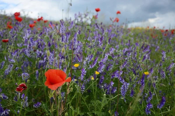 Rural landscape - red poppies — Stock Photo, Image