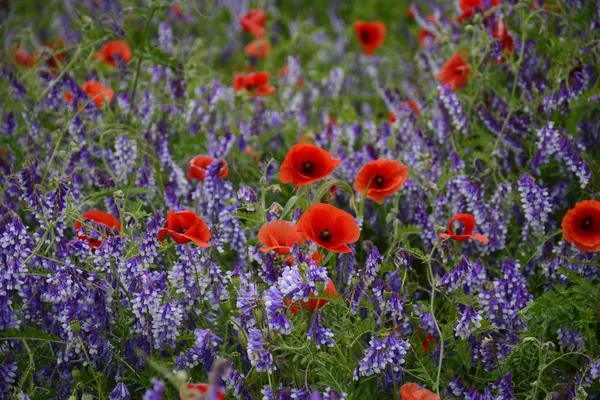 Rural landscape - red poppies — Stock Photo, Image