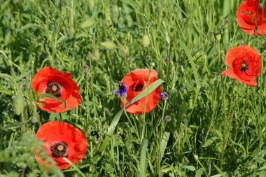 Kırsal manzara - kırmızı haşhaş