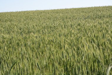 -Kırsal manzara - şehir dışında bir alan