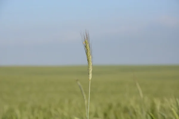 Poza miastem - wiejski krajobraz - pole — Zdjęcie stockowe