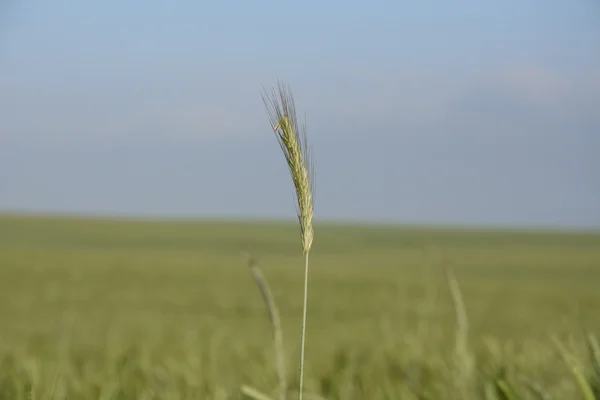 Poza miastem - wiejski krajobraz - pole — Zdjęcie stockowe