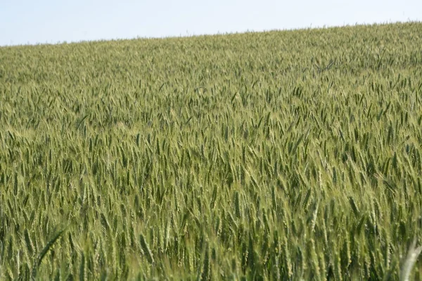 Buiten de stad - landschap - een veld — Stockfoto