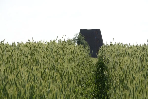 Fora da cidade - paisagem rural - um velho moinho de vento na fiel — Fotografia de Stock