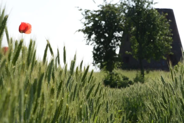 Außerhalb der Stadt - ländliche Landschaft - eine alte Windmühle am Fels — Stockfoto