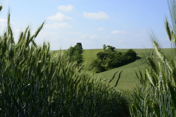 Fora da cidade - paisagem rural - um velho moinho de vento na fiel — Fotografia de Stock