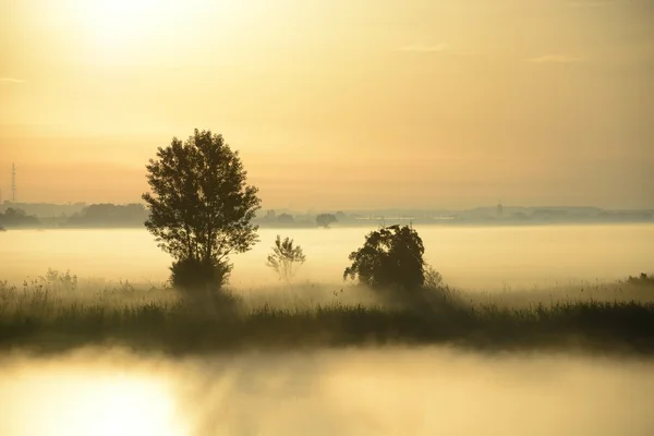 Mistige, zonnige ochtend op de rivier. — Stockfoto