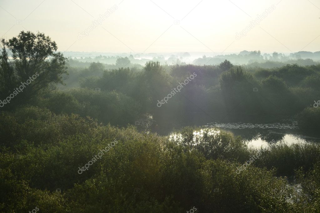 Foggy, sunny morning on the river.