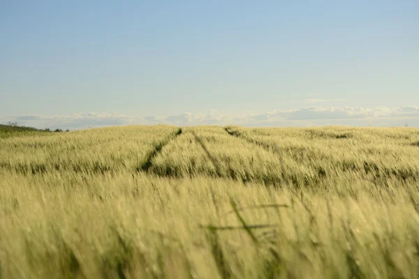 -Kırsal manzara - şehir dışında bir alan — Stok fotoğraf