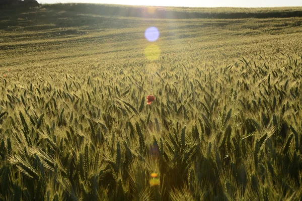 Außerhalb der Stadt - ländliche Landschaft - ein Feld — Stockfoto