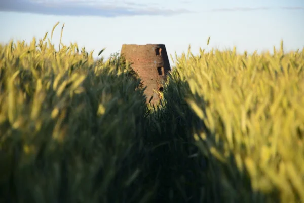 Alte Windmühle auf dem Feld — Stockfoto