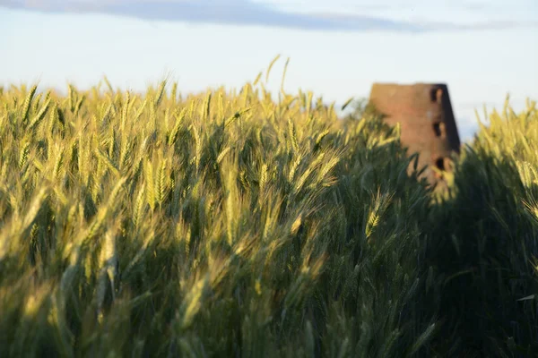 Old windmill in field — Stock Photo, Image