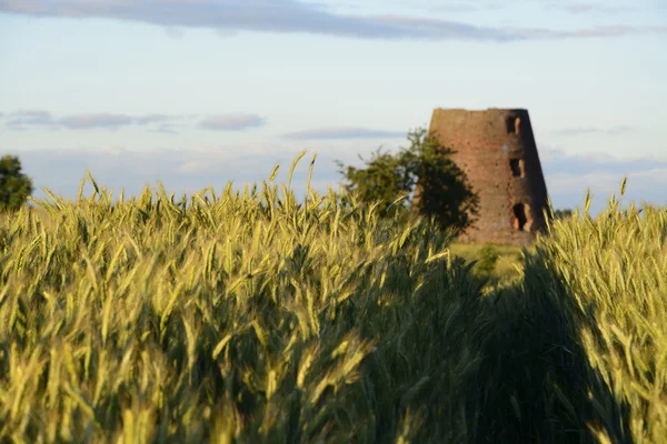 Oude molen in veld — Stockfoto