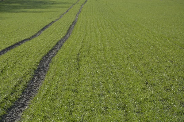 Green field — Stock Photo, Image