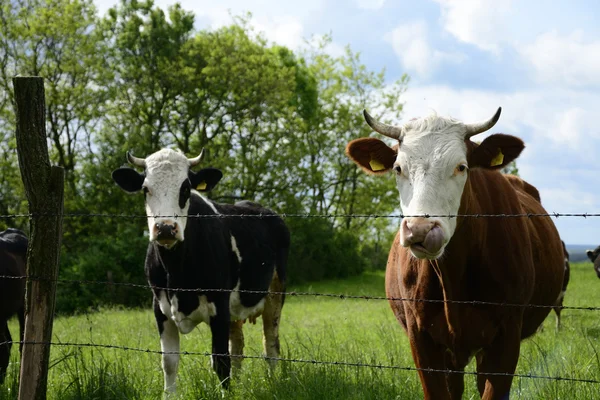 Belas vacas em um campo verde — Fotografia de Stock