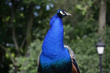 güzel gurur tavuskuşu