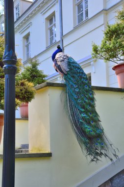 güzel gurur tavuskuşu