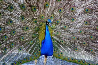 güzel gurur tavuskuşu