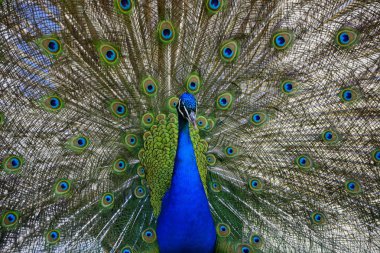 güzel gurur tavuskuşu