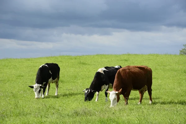 Красивые коровы на зеленом поле — стоковое фото