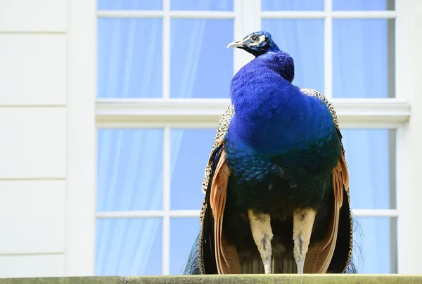 Beautiful proud peacock — Stock Photo, Image