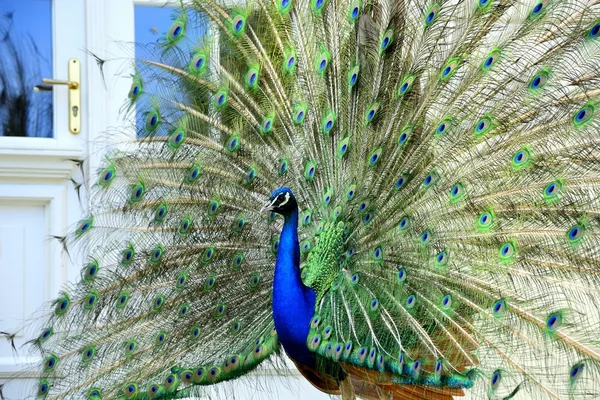 Beautiful proud peacock — Stock Photo, Image