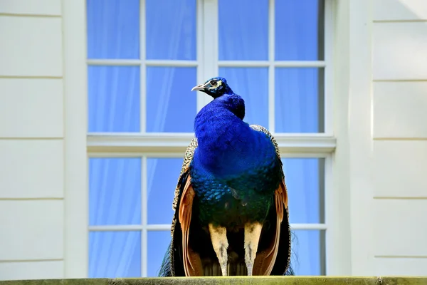 Beautiful proud peacock — Stock Photo, Image