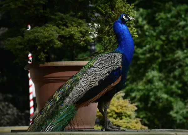 Beautiful proud peacock — Stock Photo, Image