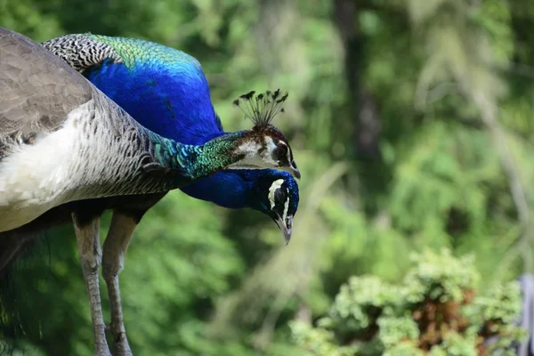 Beautiful proud peacock — Stock Photo, Image