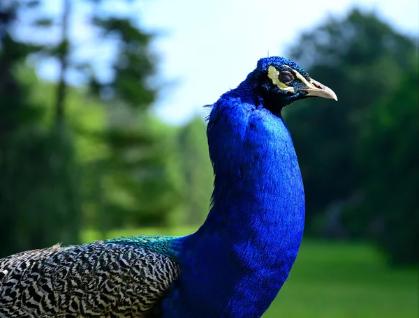 Beautiful proud peacock — Stock Photo, Image