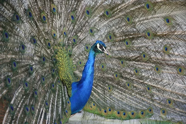 Belo pavão orgulhoso — Fotografia de Stock