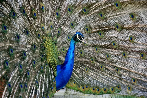 Prachtige trots peacock — Stockfoto