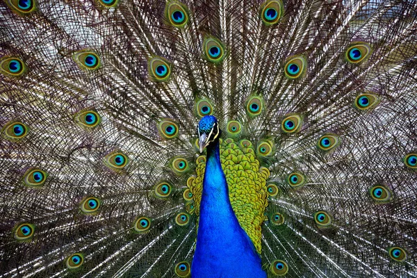Prachtige trots peacock — Stockfoto