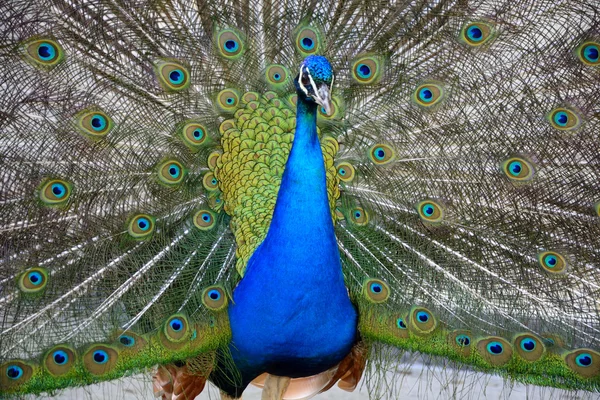 Schöner stolzer Pfau — Stockfoto