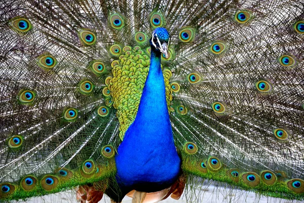 Prachtige trots peacock — Stockfoto