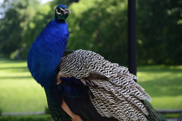 Beautiful proud peacock — Stock Photo, Image