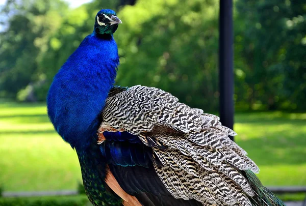 Beautiful proud peacock — Stock Photo, Image