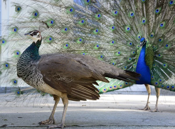 Beautiful proud peacock — Stock Photo, Image