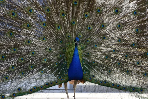 Schöner stolzer Pfau — Stockfoto